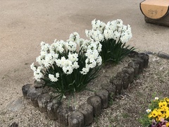 Narcissus tazetta