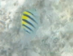 Abudefduf saxatilis