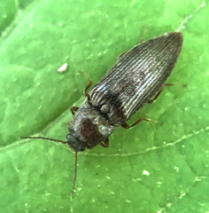Dixicollis divaricatus