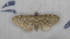 Eupithecia russeliata
