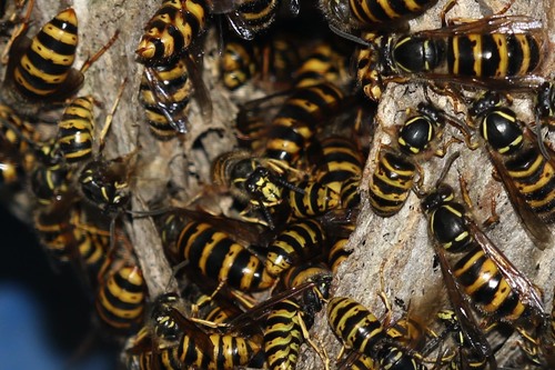 Saxon Wasp