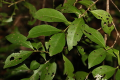 Cyclophyllum longipetalum