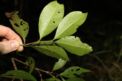 Cyclophyllum longipetalum