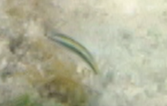 Halichoeres bivittatus