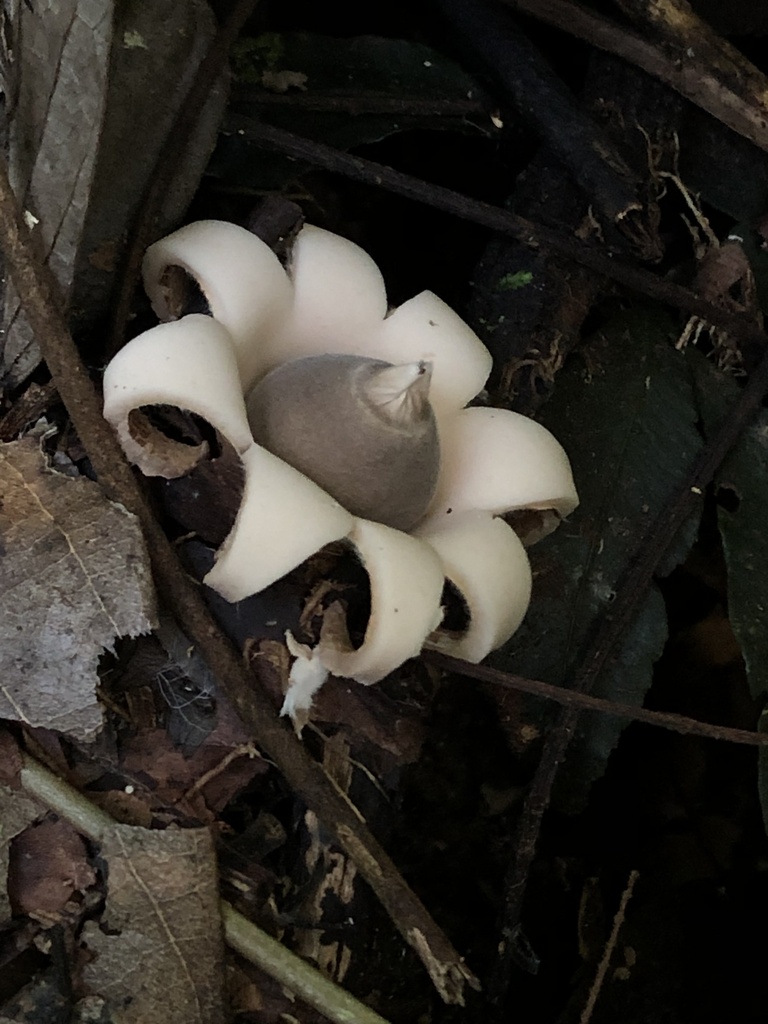 Geastrum saccatum · November 2019 · photo: © blazeclaw (iNaturalist, cc-by)