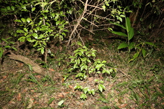 Cyclophyllum longipetalum