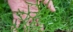 Psacalium cirsiifolium