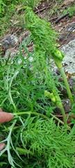 Psacalium cirsiifolium
