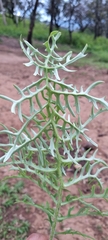 Psacalium cirsiifolium