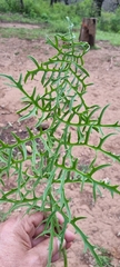 Psacalium cirsiifolium