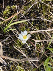 Ranunculus pallasii