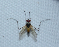 Cholomyia inaequipes