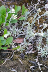Antennaria friesiana