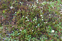Cassiope tetragona tetragona