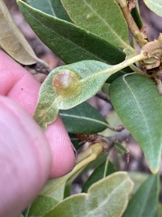 Dryocosmus juliae
