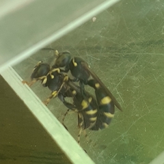 Ammatomus coarctatus