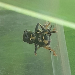 Ammatomus coarctatus