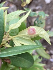 Dryocosmus juliae