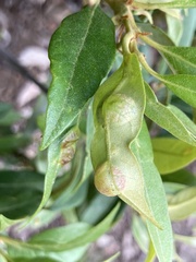 Dryocosmus juliae