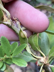 Dryocosmus juliae