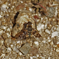 Thyridanthrax nugator