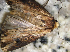 Axylia putris