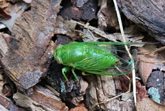 Okanagana viridis