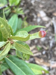 Dryocosmus juliae
