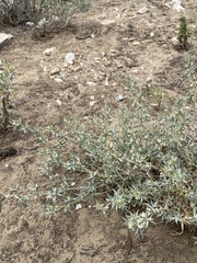 Astragalus kentrophyta elatus