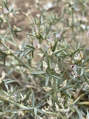 Astragalus kentrophyta elatus