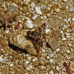 Thyridanthrax nugator