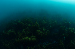 Lessonia trabeculata