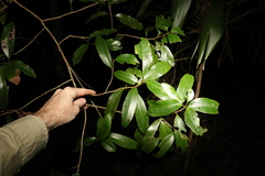 Litsea reticulata