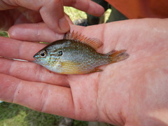 Lepomis marginatus