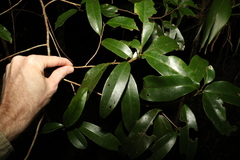 Litsea reticulata