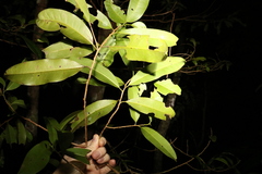 Litsea reticulata