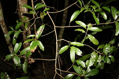 Litsea reticulata