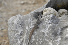 Anolis cooki