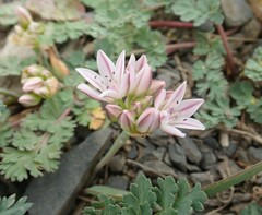 Allium crenulatum
