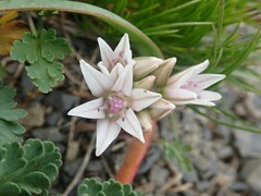 Allium crenulatum