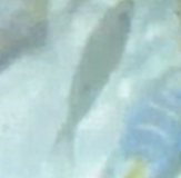 Azurina multilineata