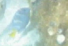 Acanthurus coeruleus