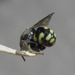 Anthidiellum ehrhorni