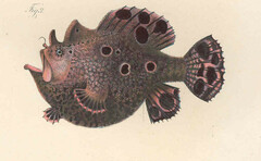Leopard Frogfish photo 5