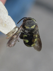 Anthidiellum ehrhorni