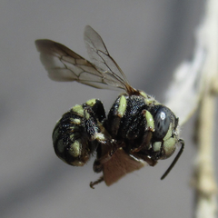 Anthidiellum ehrhorni