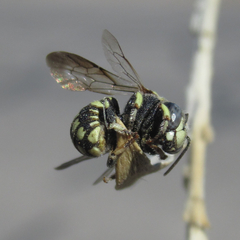 Anthidiellum ehrhorni