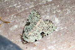 Leuconycta