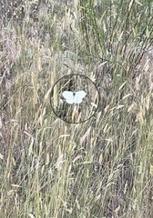 Pieris rapae