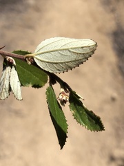 Ceanothus tomentosus olivaceus